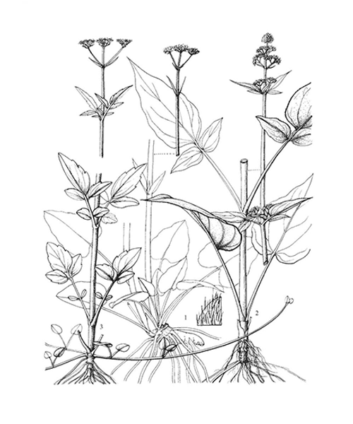 Natural compounds from  Valeriana jatamansi